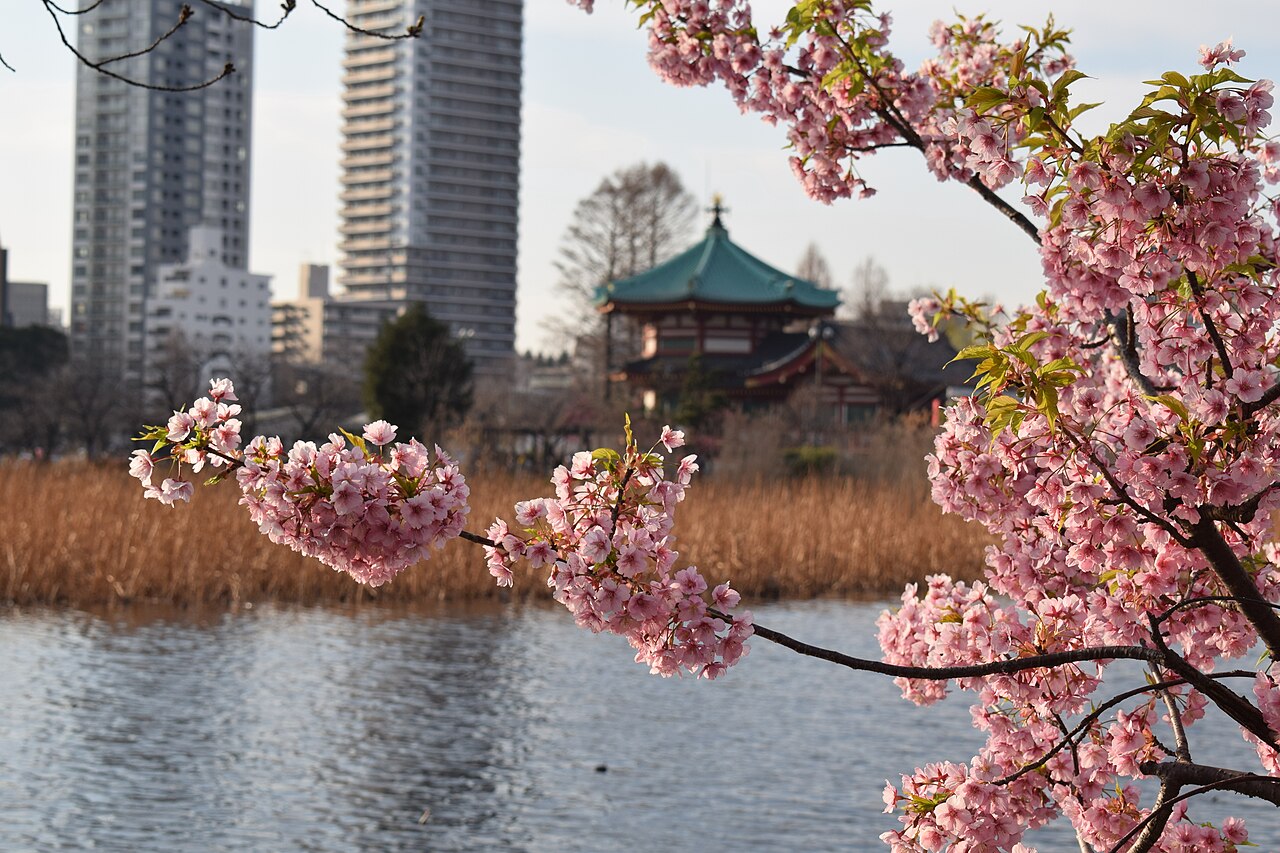 Cherry blossoms beside the pond in Ueno Park